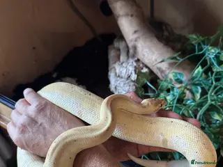 Python Snake reptiles Banana Royal Python in Clevedon - Advert 5