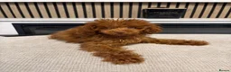 Miniature Poodle dogs for sale: Toy Asian poodle girl  - Advert 5