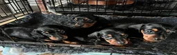 Miniature Dachshund dogs for sale: Absolutely stunning miniature Dacshund pups - Advert 5