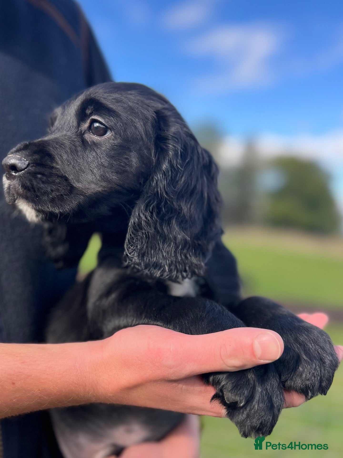 Cocker Spaniel dogs KC Registered Working Cocker Spaniel Puppies - Advert 5