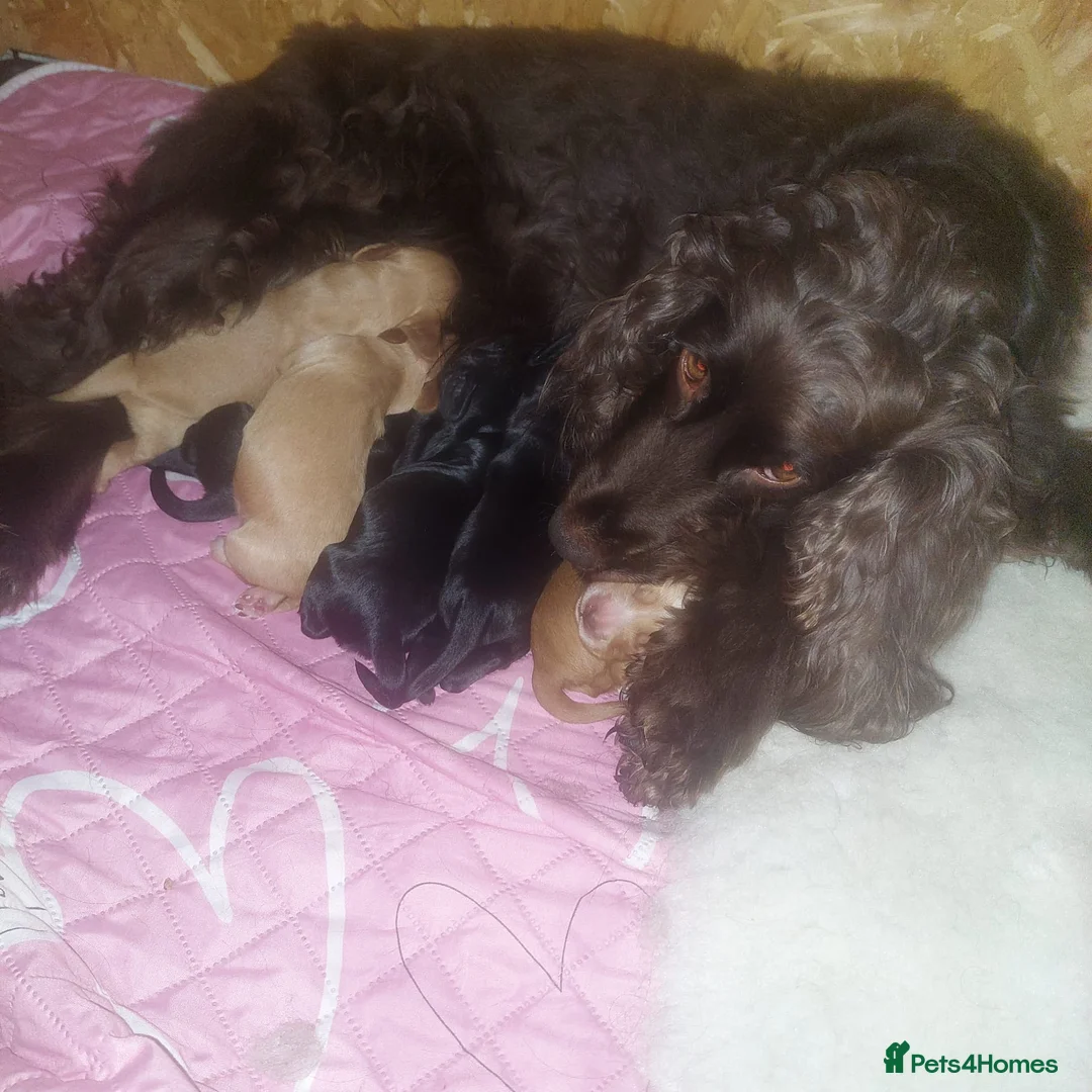 Cocker Spaniel dogs for sale: Cocker spaniel  - Advert 20