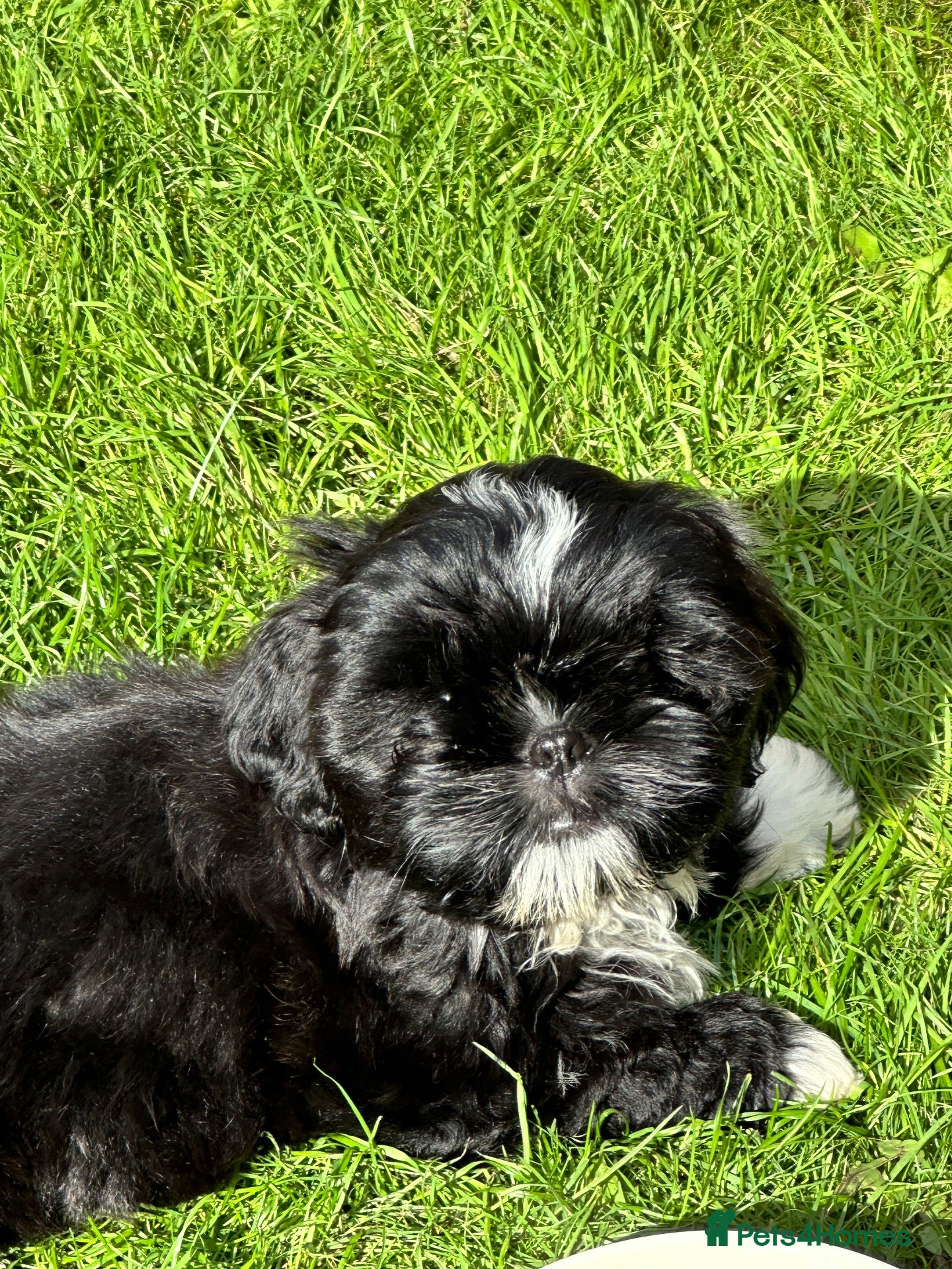 Shih Tzu dogs Ready now Shih Tzu puppy - Advert 1
