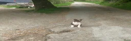 Border Collie dogs for sale: 5 Male Gorgeous Border Collie Pups - Advert 5