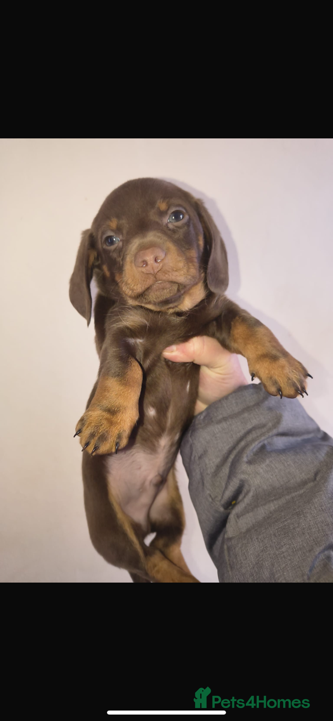 Dachshund dogs for sale: 6 miniature dauchund puppies for sale  - Advert 11