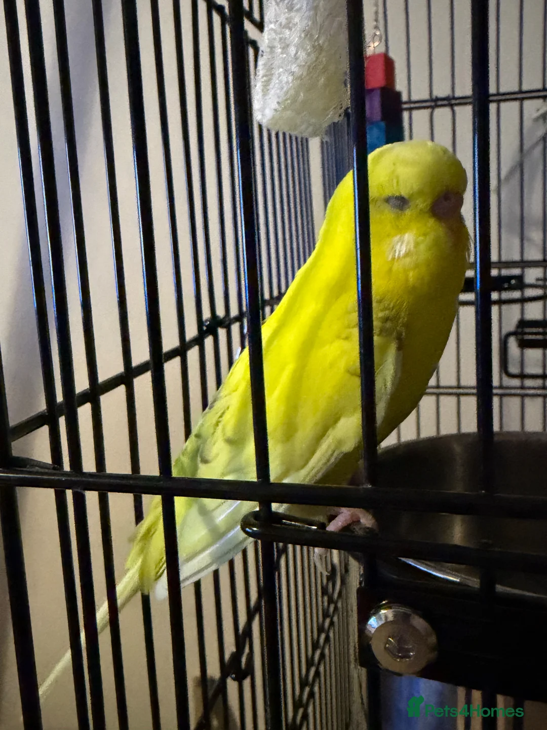Budgerigars birds for sale: 2 beautiful female budgies  - Advert 2