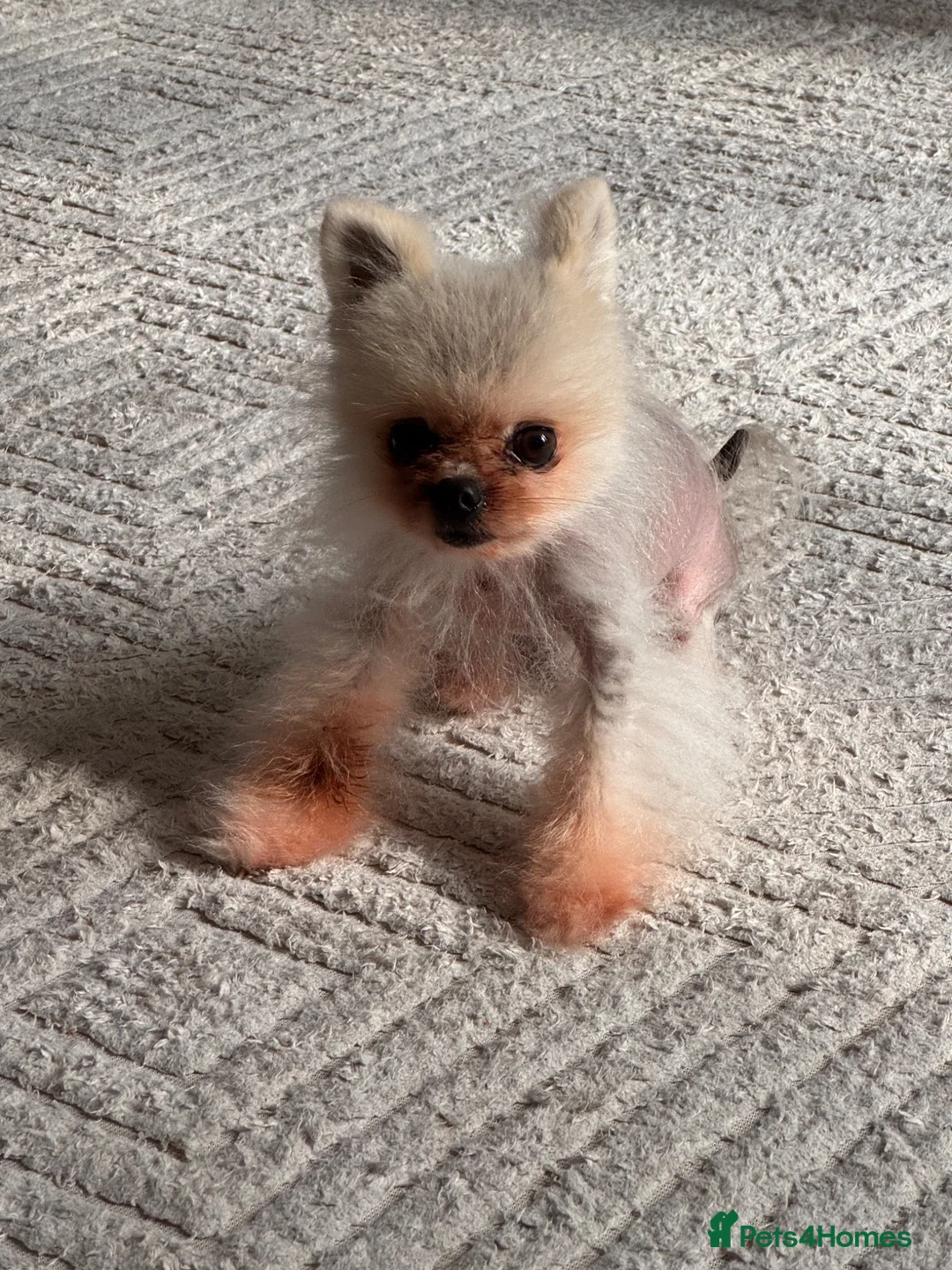 Pomeranian dogs for sale: Simba male Pomeranian  - Advert 2