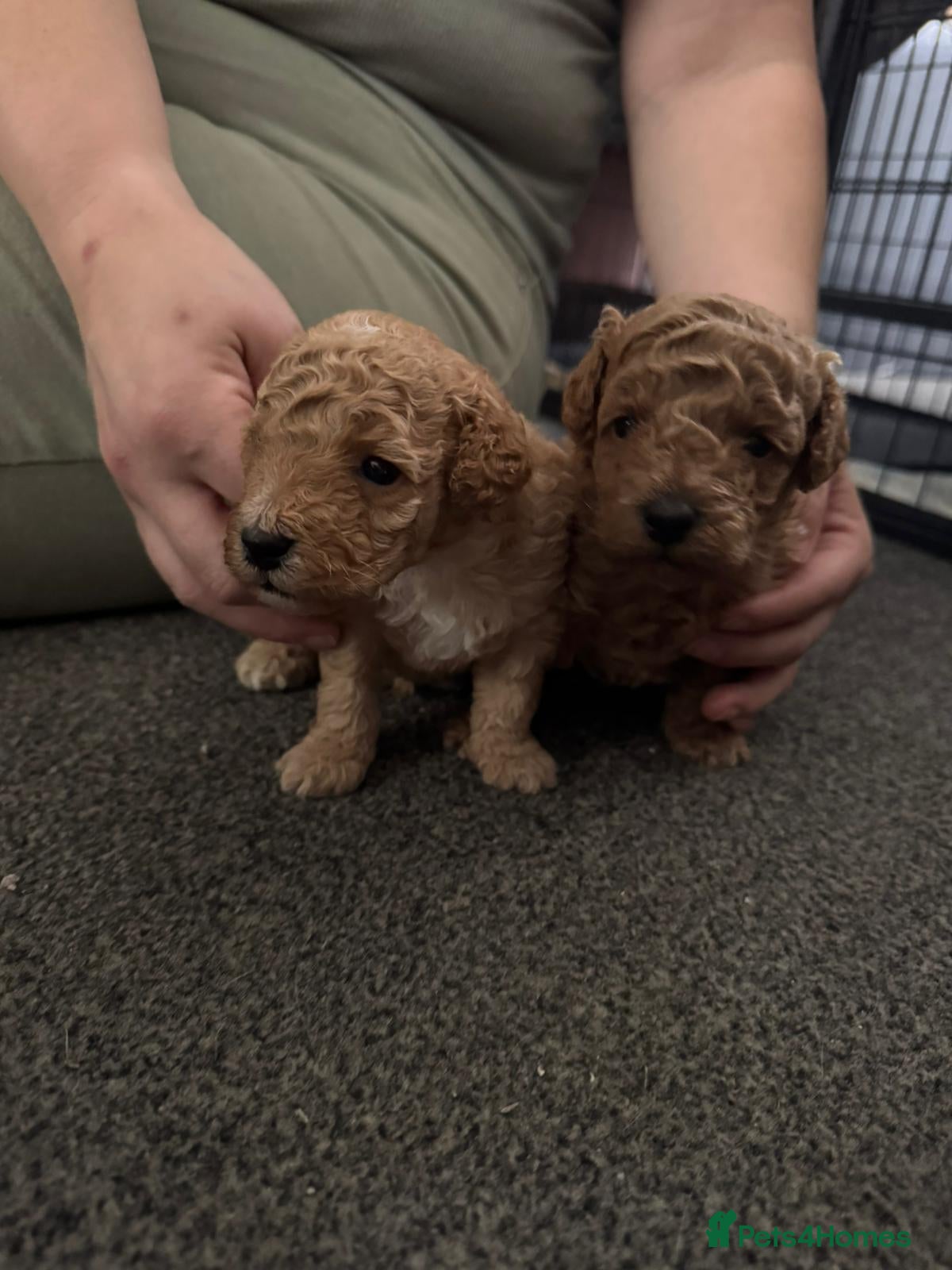 Toy Poodle dogs for sale: 2 toy poodle puppies - Advert 3