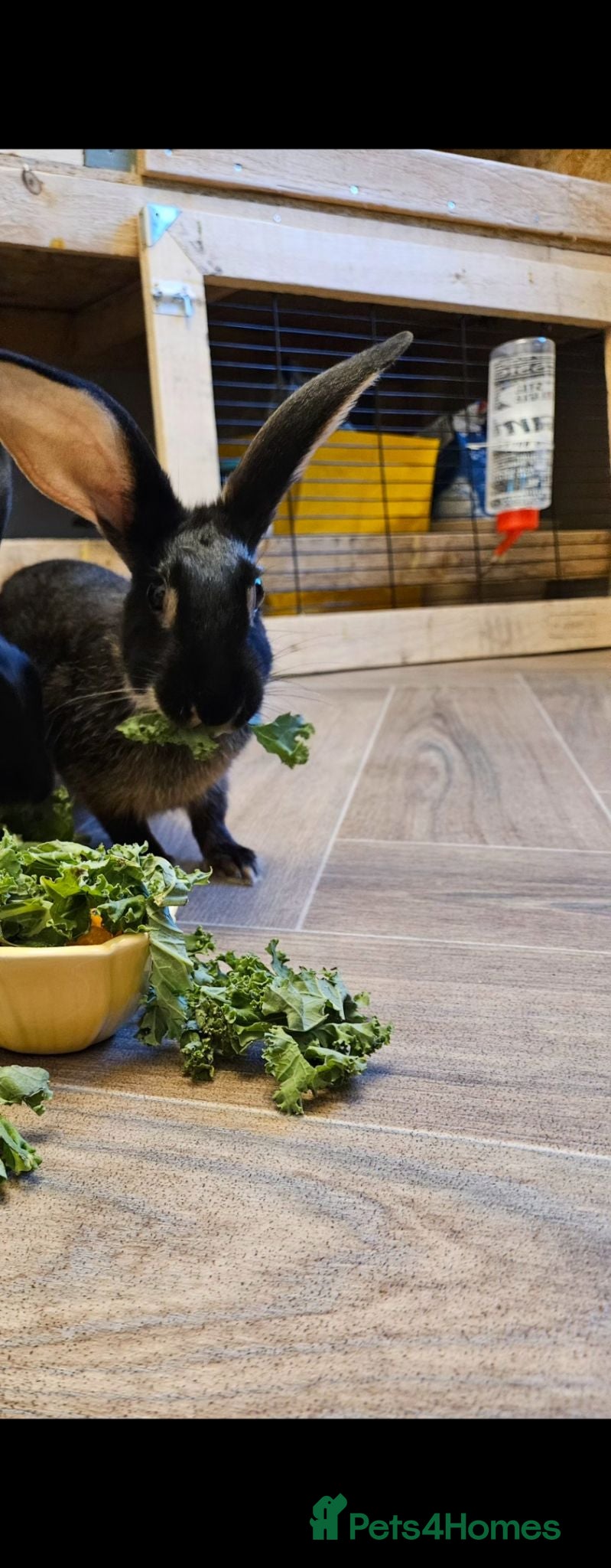 Mixed Breed rabbits Gorgeous rabbit - Advert 1