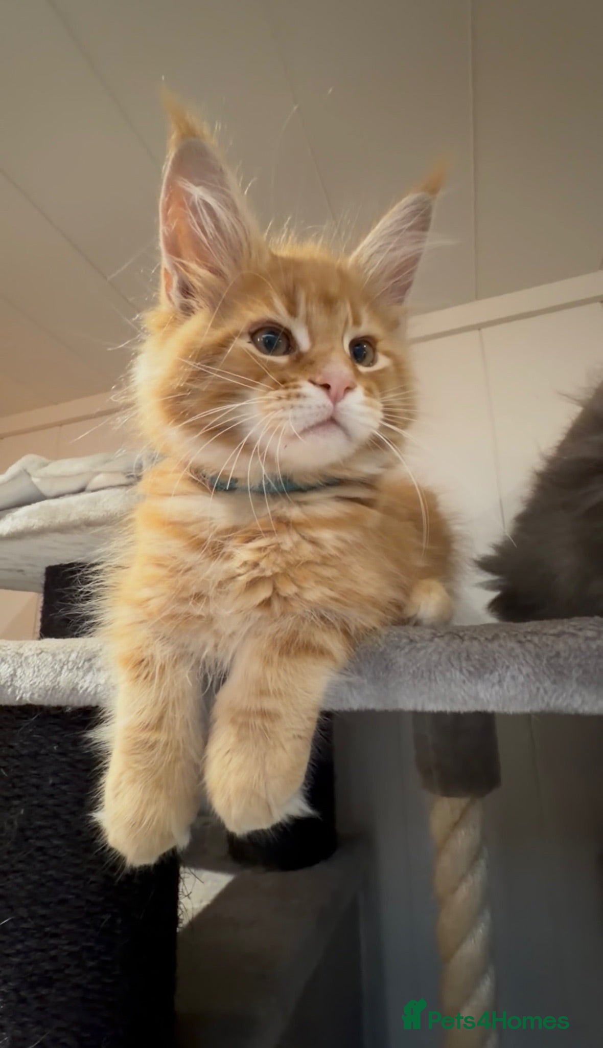 Maine Coon cats First kittens of GCCF Maine coon Champ for sale  - Advert 2