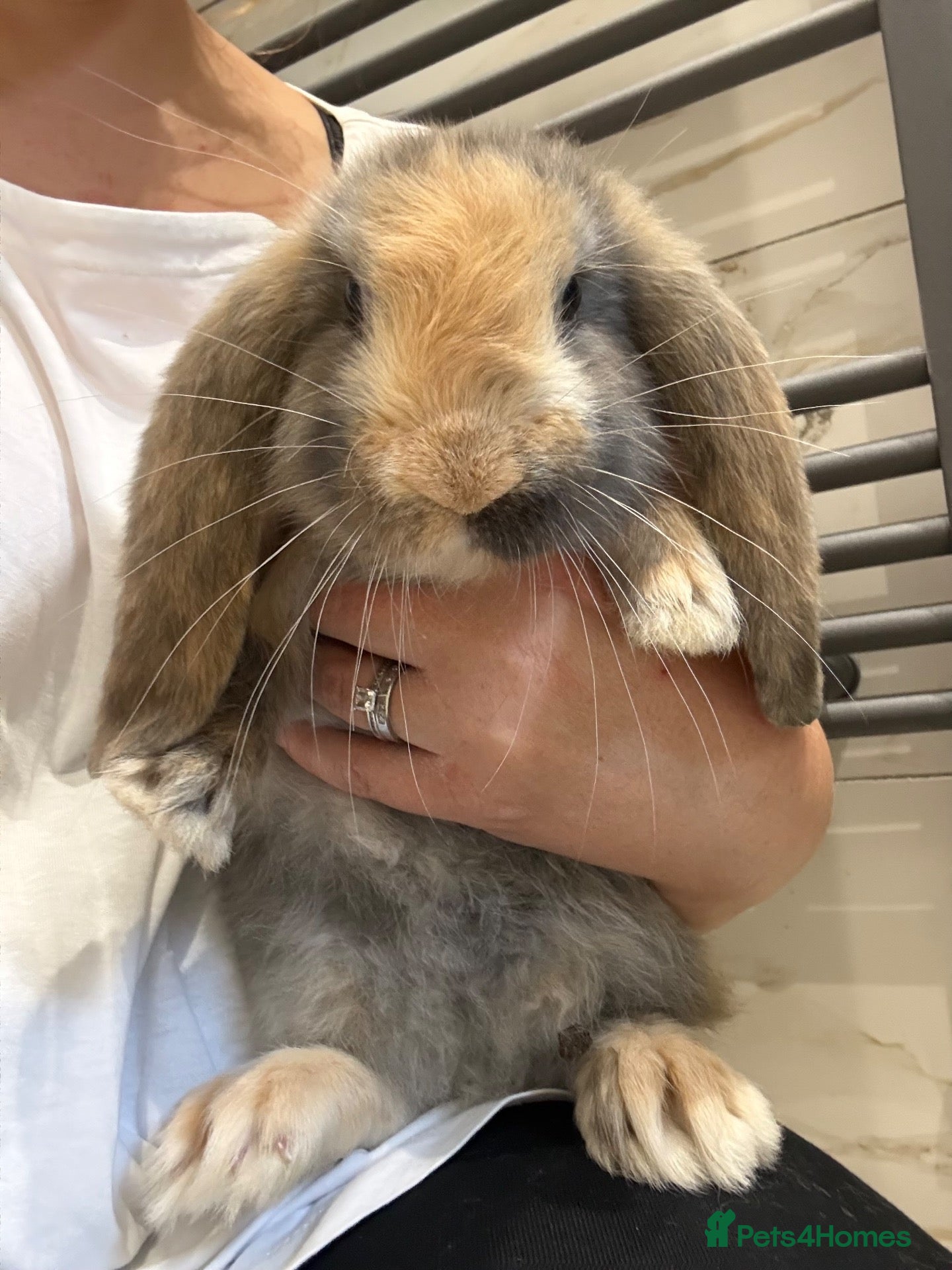 French Lop rabbits 💕Stunning pure bred French lops 💕 - Advert 12