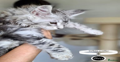 Maine Coon cats - Advert 15