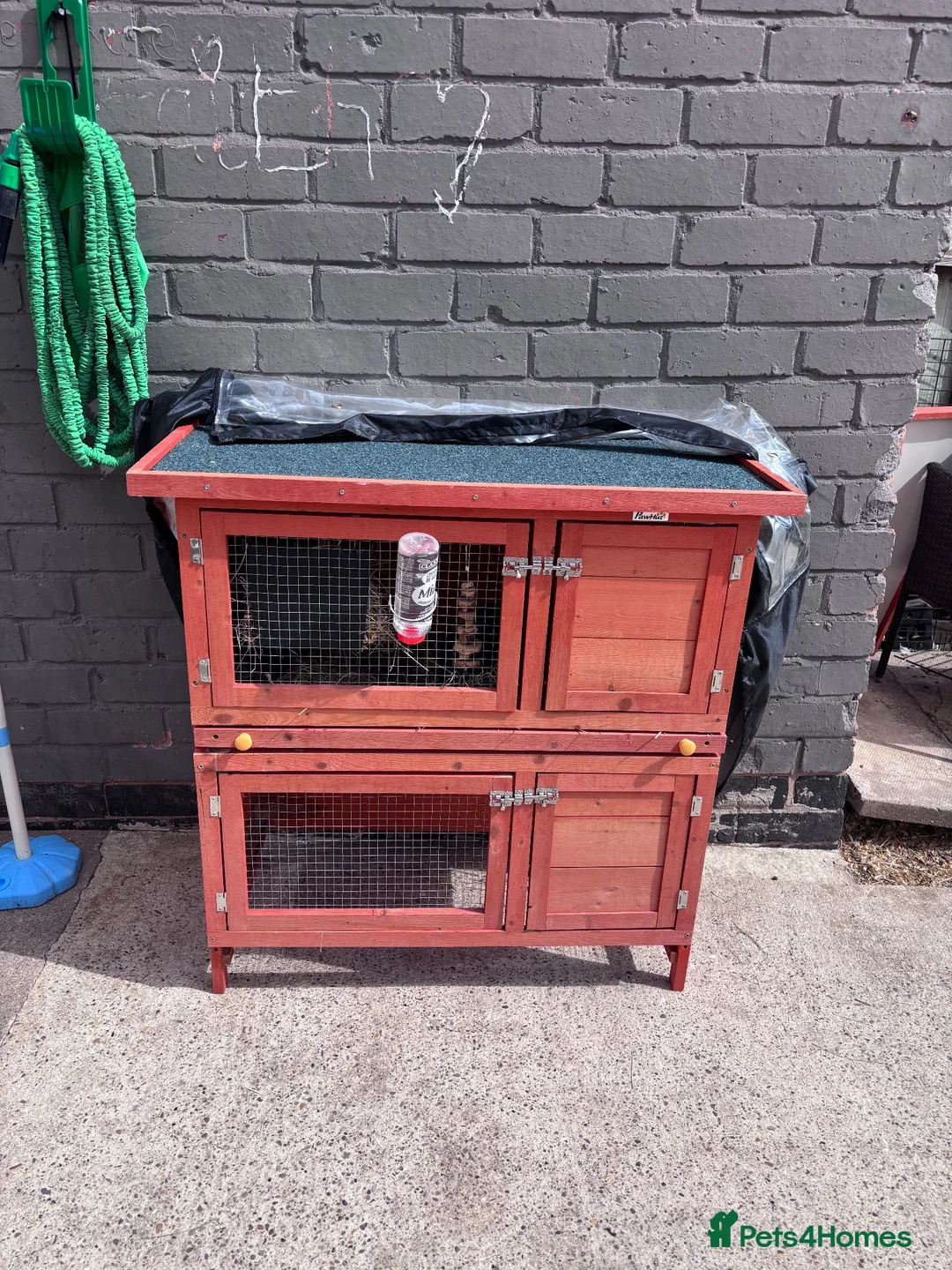 Mini Lop rabbits for sale: Rabbit for Sale  - Advert 11