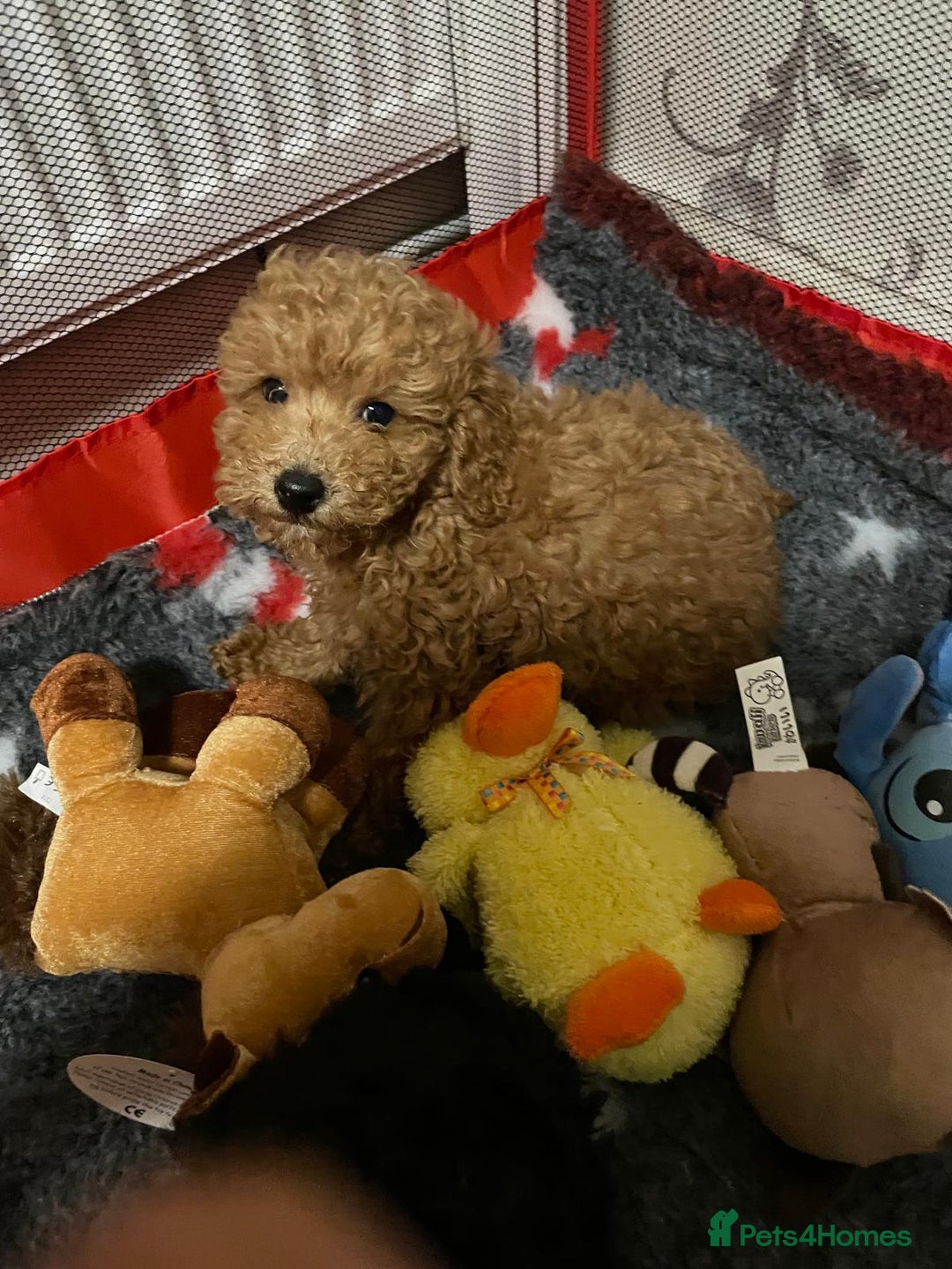 Toy Poodle dogs for sale: Two Adorable Toy Poodle  - Image 7