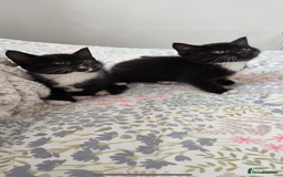 Mixed Breed cats for sale: Kittens for sale - Image 1