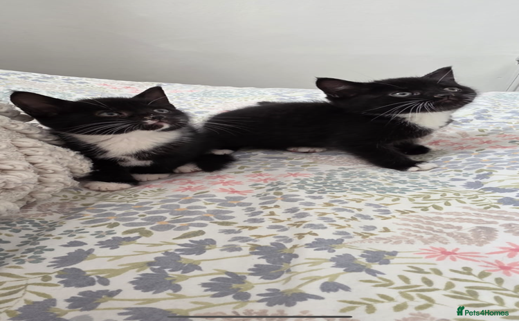 Mixed Breed cats - Advert 5