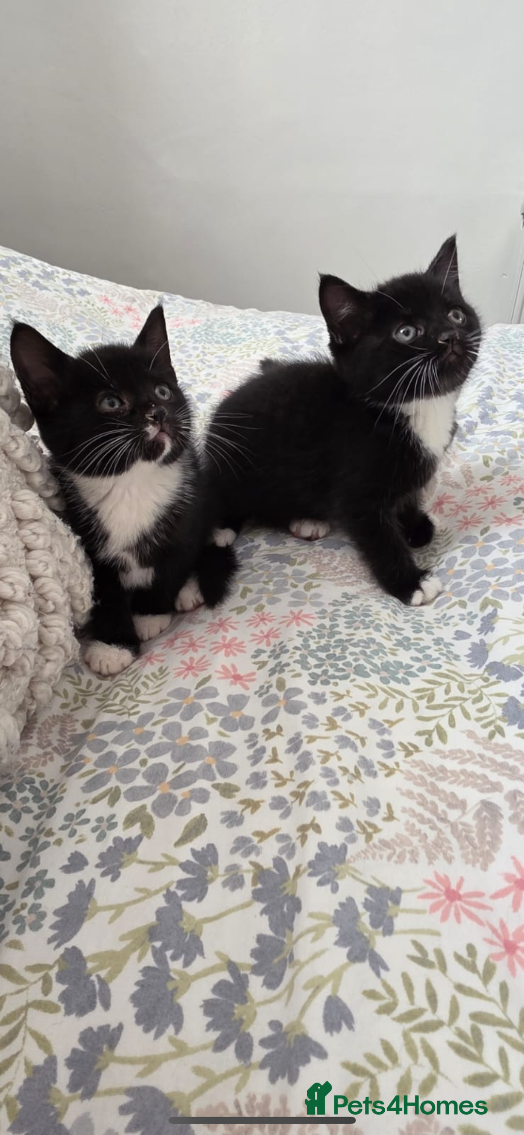 Mixed Breed cats for sale: Kittens for sale - Image 1