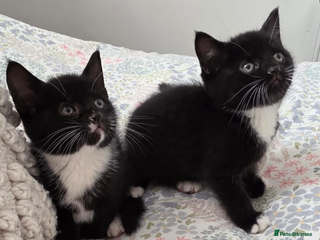 Mixed Breed cats - Advert 16