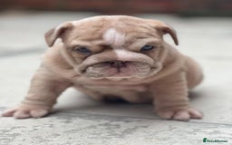 English Bulldog dogs for stud: Red Bulldog Stud - Image 19