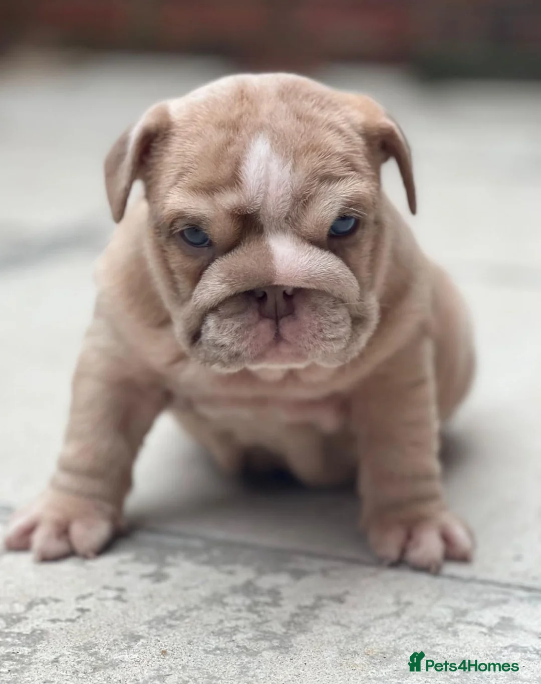 English Bulldog dogs for stud: Red Bulldog Stud - Advert 19