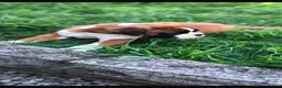 Boxer dogs for sale: Boxer pups  - Advert 3