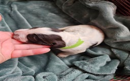 Cocker Spaniel dogs for sale: Chocolate roan working cocker spaniel puppies  - Image 13