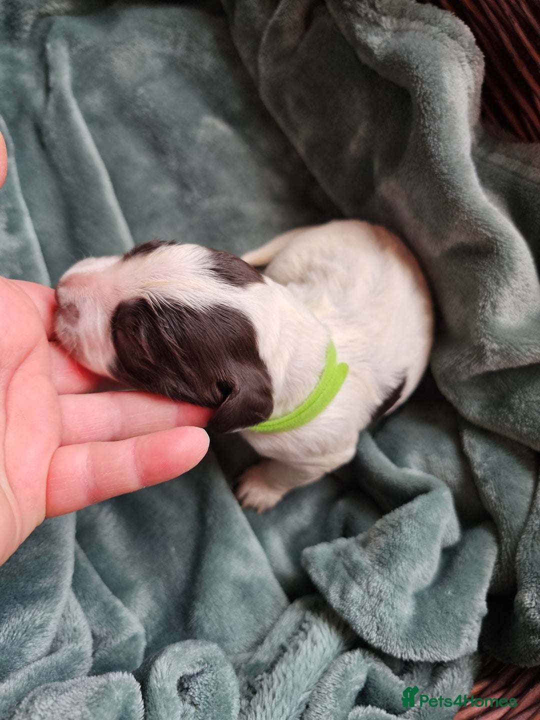 Cocker Spaniel dogs for sale: Chocolate roan working cocker spaniel puppies  - Image 13