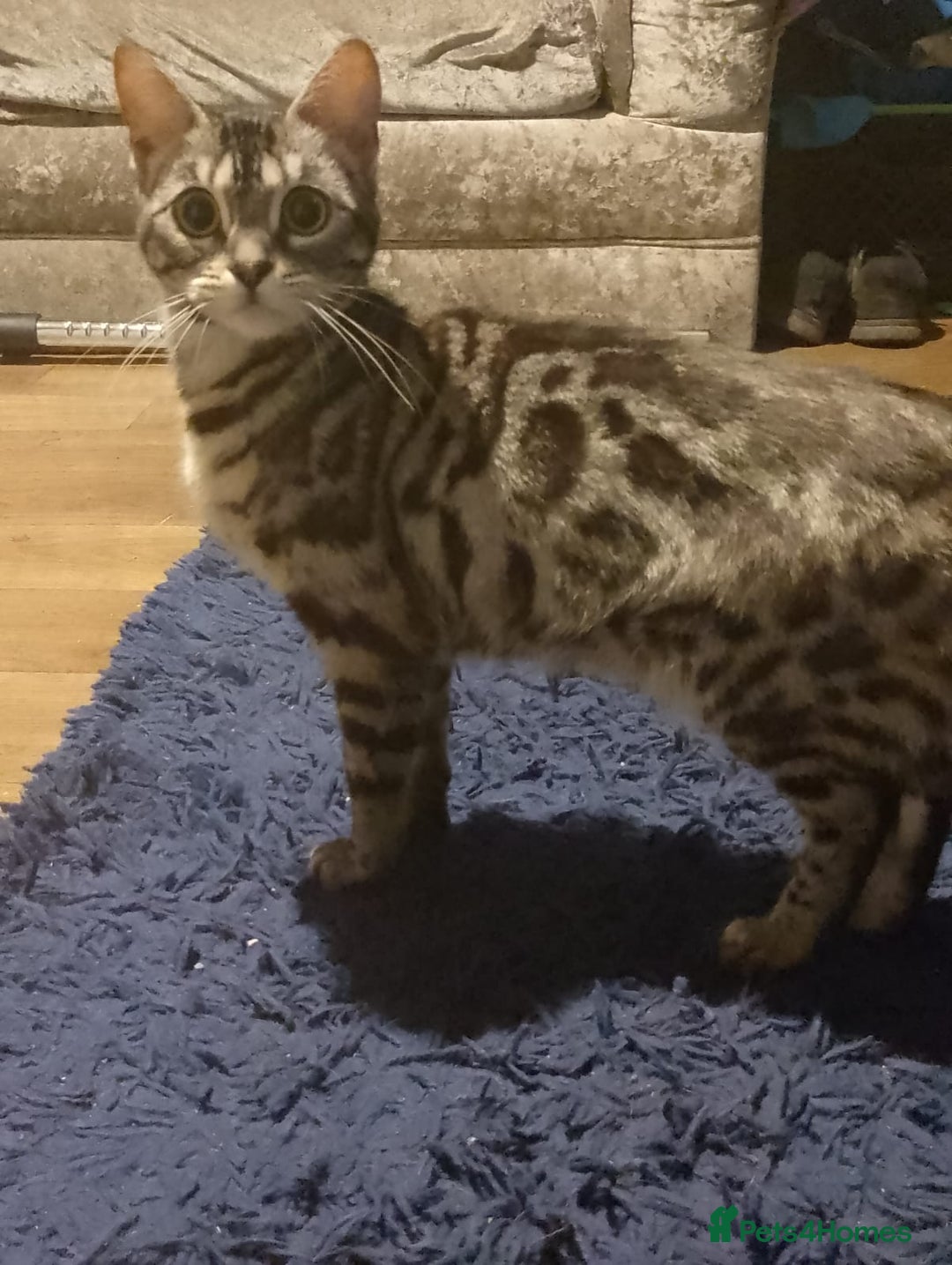 Bengal cats for sale: Pixie female Bengal  - Image 2