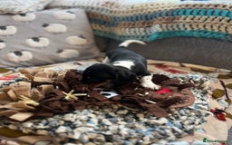 Miniature Dachshund dogs for sale: Miniature dachshund puppies short haired - Image 9