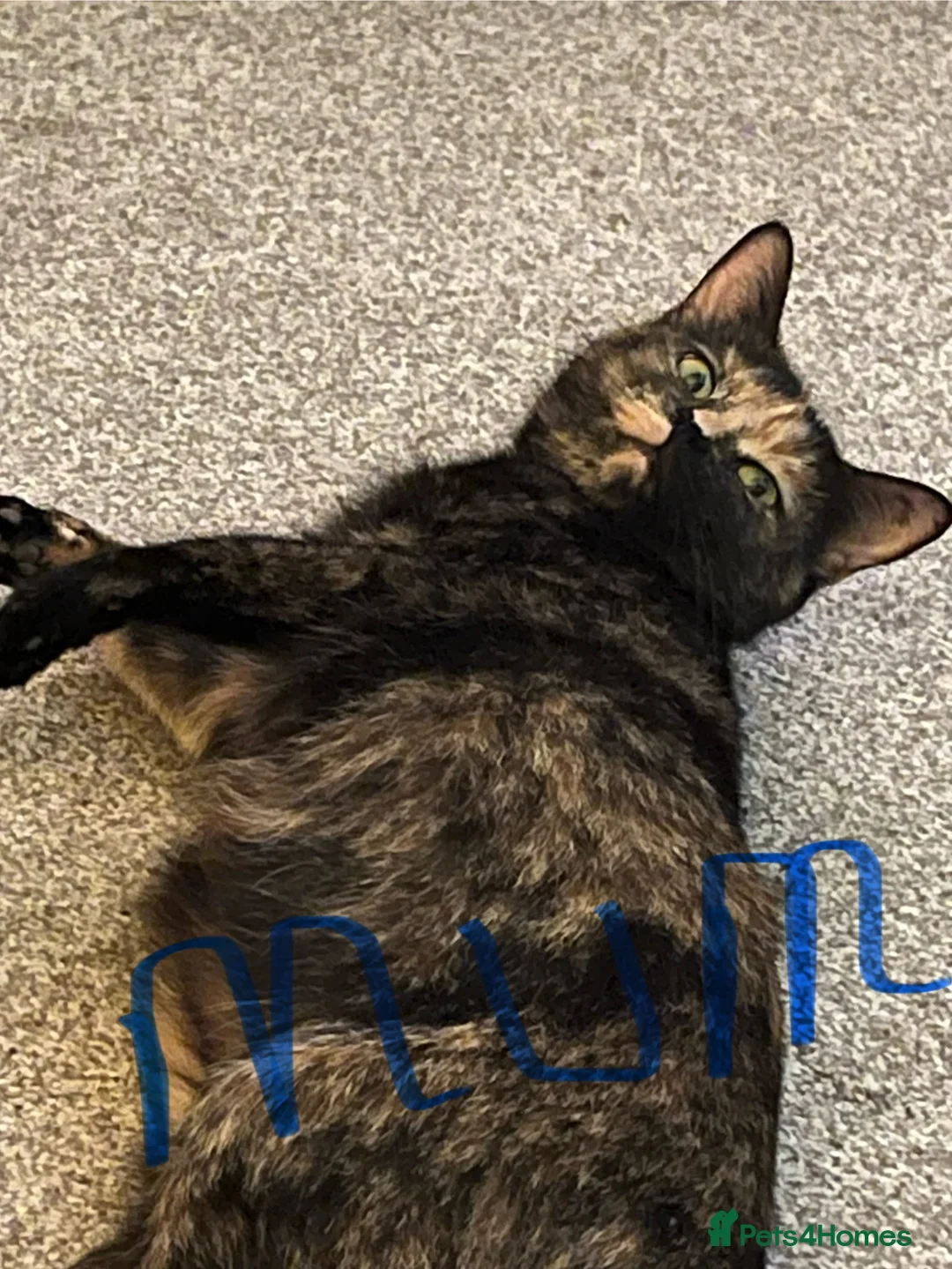 Ragdoll cats for sale: Ragdoll X tortoise shell - Advert 2