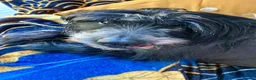 Mixed Breed dogs for sale: Older Gentleman Looking for His Happy Ever After in Ashford - Advert 5