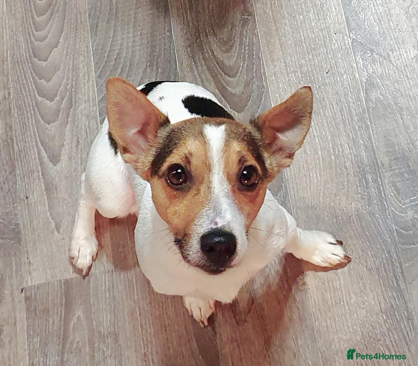 Jack Russell dogs FOR STUD ONLY - Advert 8
