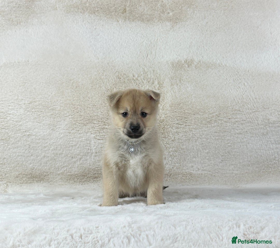 Pomsky dogs for sale: Stunning blue eyes F3 Pomsky puppies for sale  - Image 24