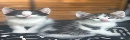 Domestic Shorthair cats for sale: Adorable Kittens 🐱 💕💙 in Dereham - Advert 8