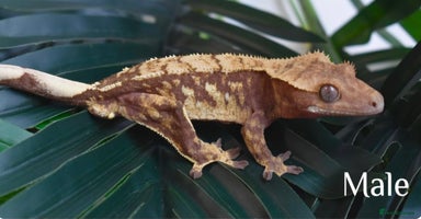 Gecko reptiles - Advert 5