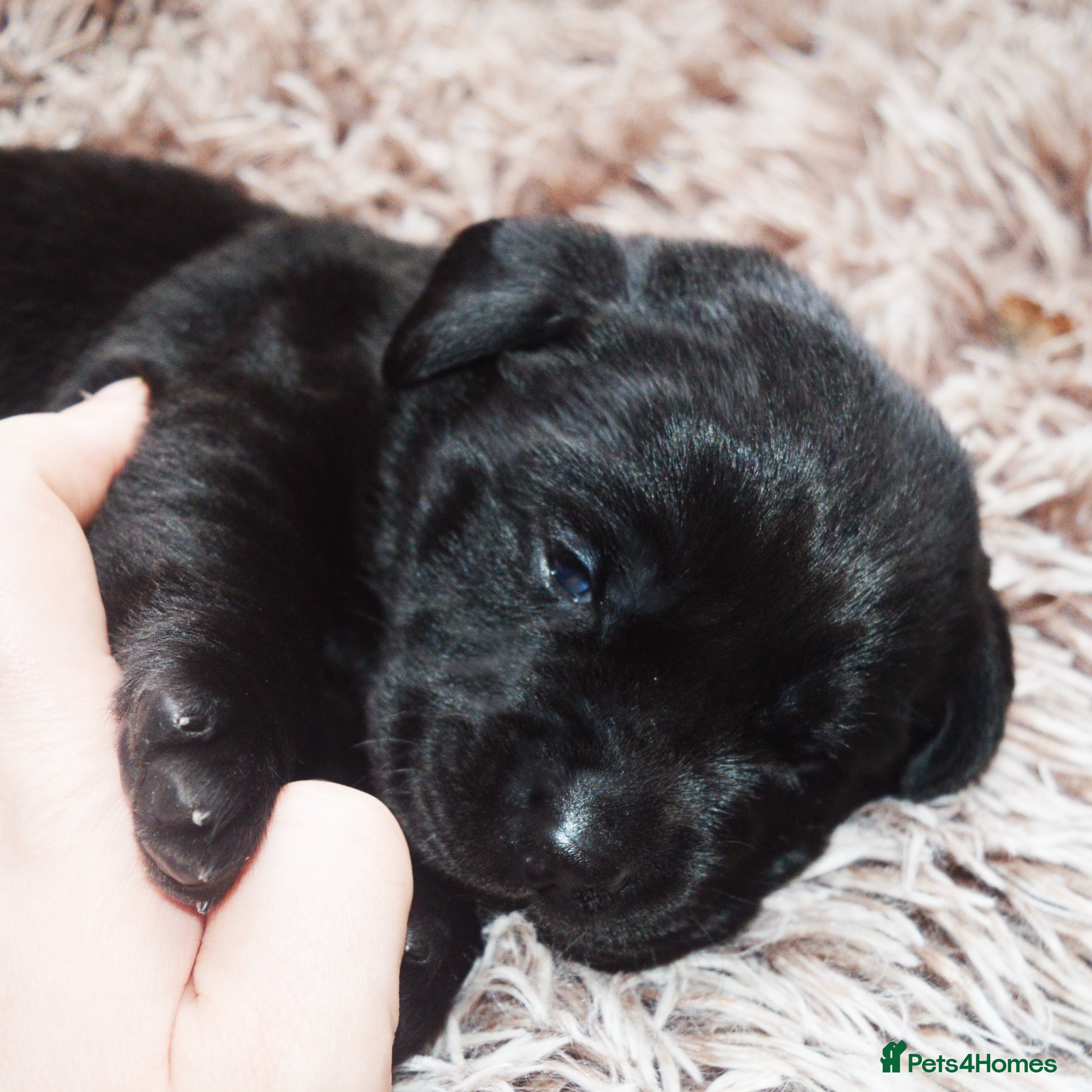 Labrador Retriever dogs FULLY HEALTH TESTED KC STUNNING CHUNKY LABRADORS  - Advert 1