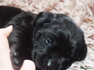 Labrador Retriever dogs FULLY HEALTH TESTED KC STUNNING CHUNKY LABRADORS - Advert 1