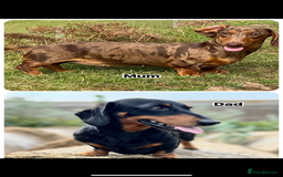 Miniature Dachshund dogs for sale: KC miniature dachshund pups - Advert 6