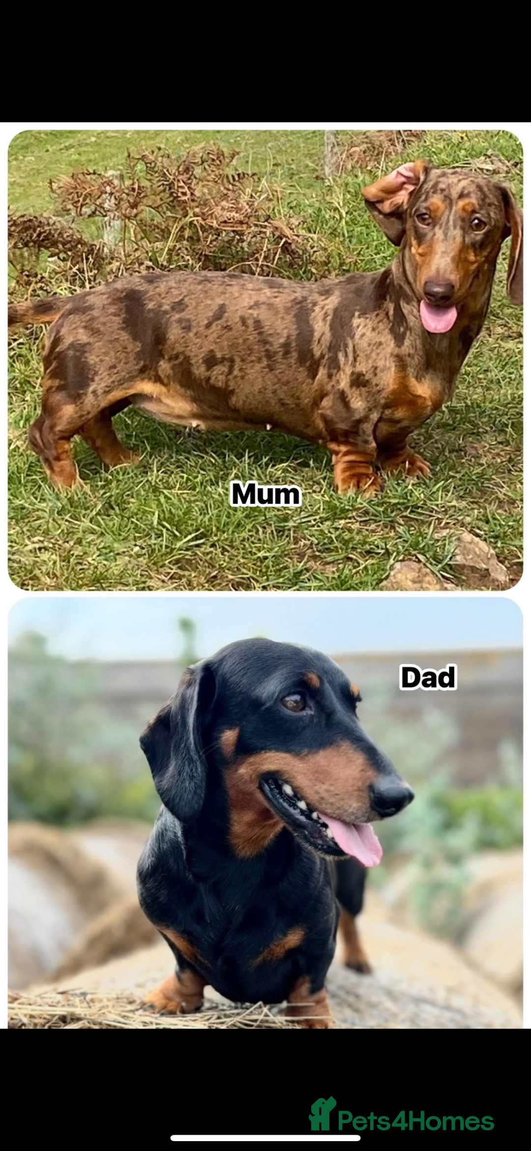 Miniature Dachshund dogs for sale: KC miniature dachshund pups - Advert 6