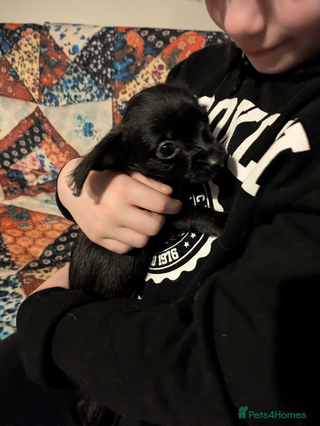 Chipoo dogs for sale: Non shed, health tested  chipoo girl - Advert 16