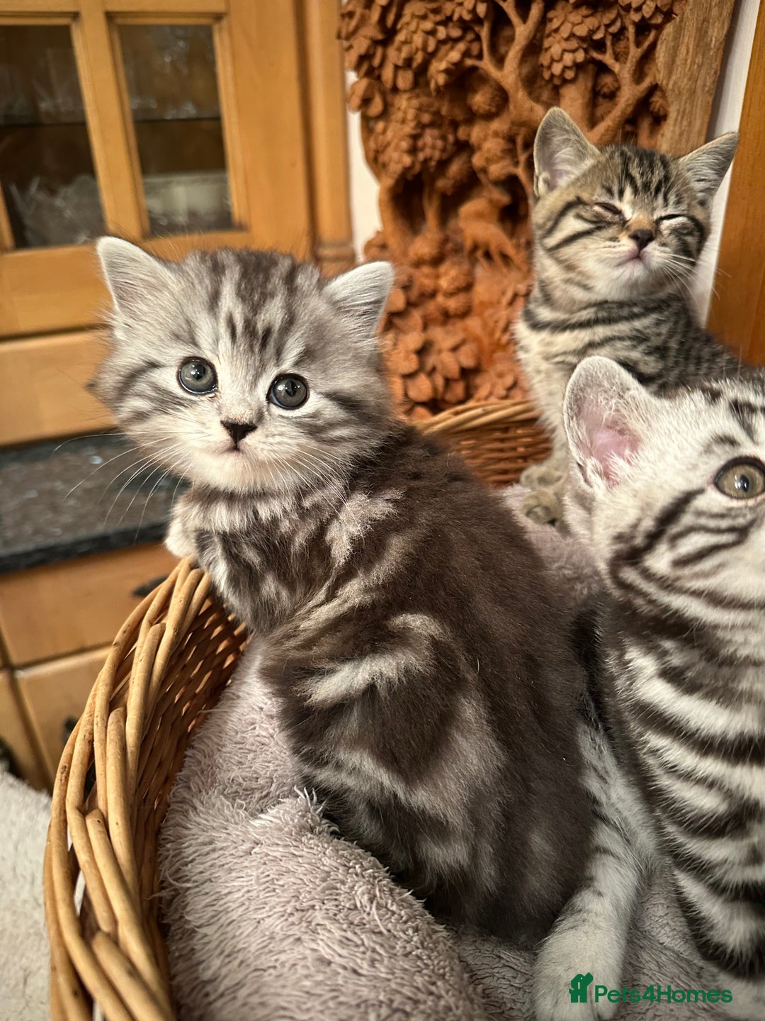 British Shorthair cats for sale: Pedigree Black Silver Tabby kittens  - Advert 5