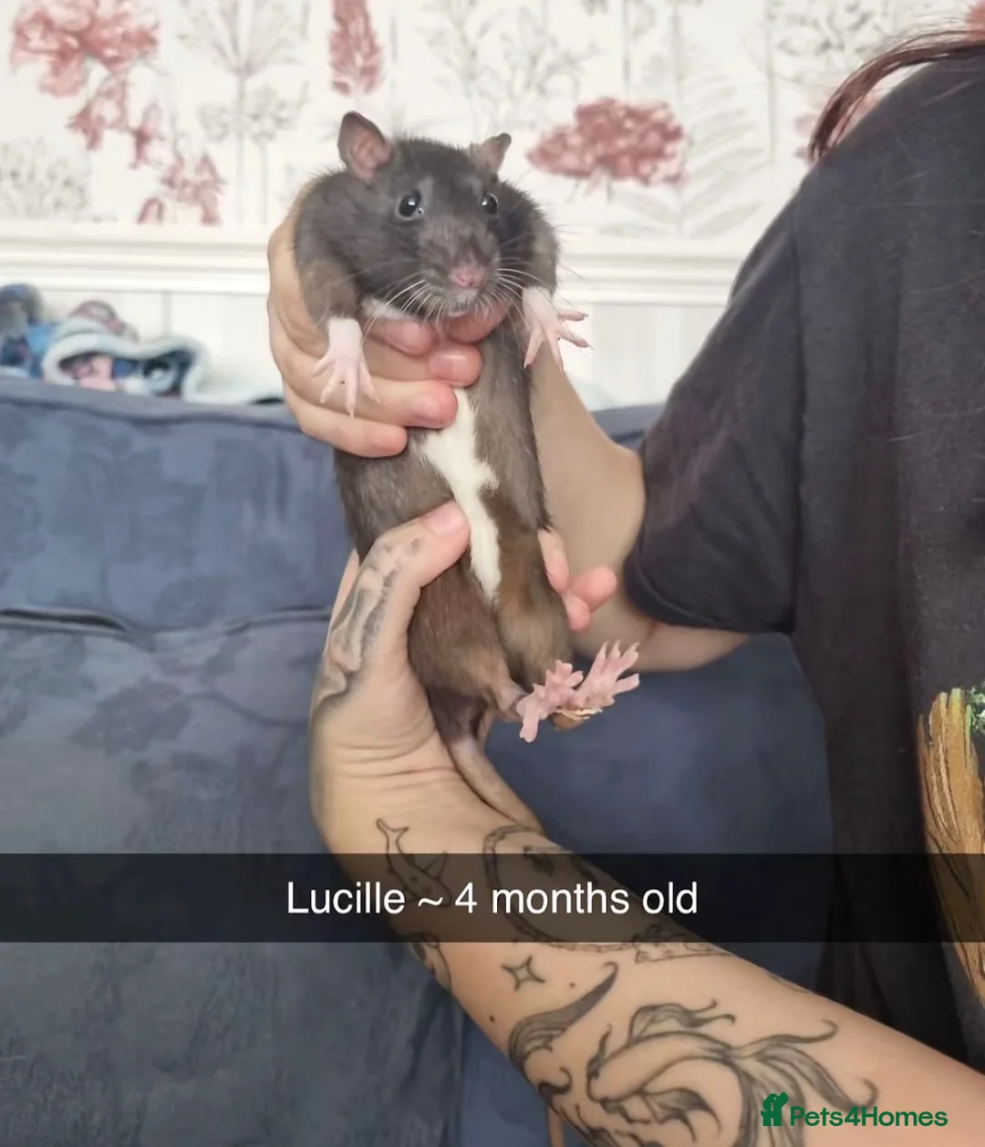 Rat rodents for sale: 5 female rats  - Advert 2