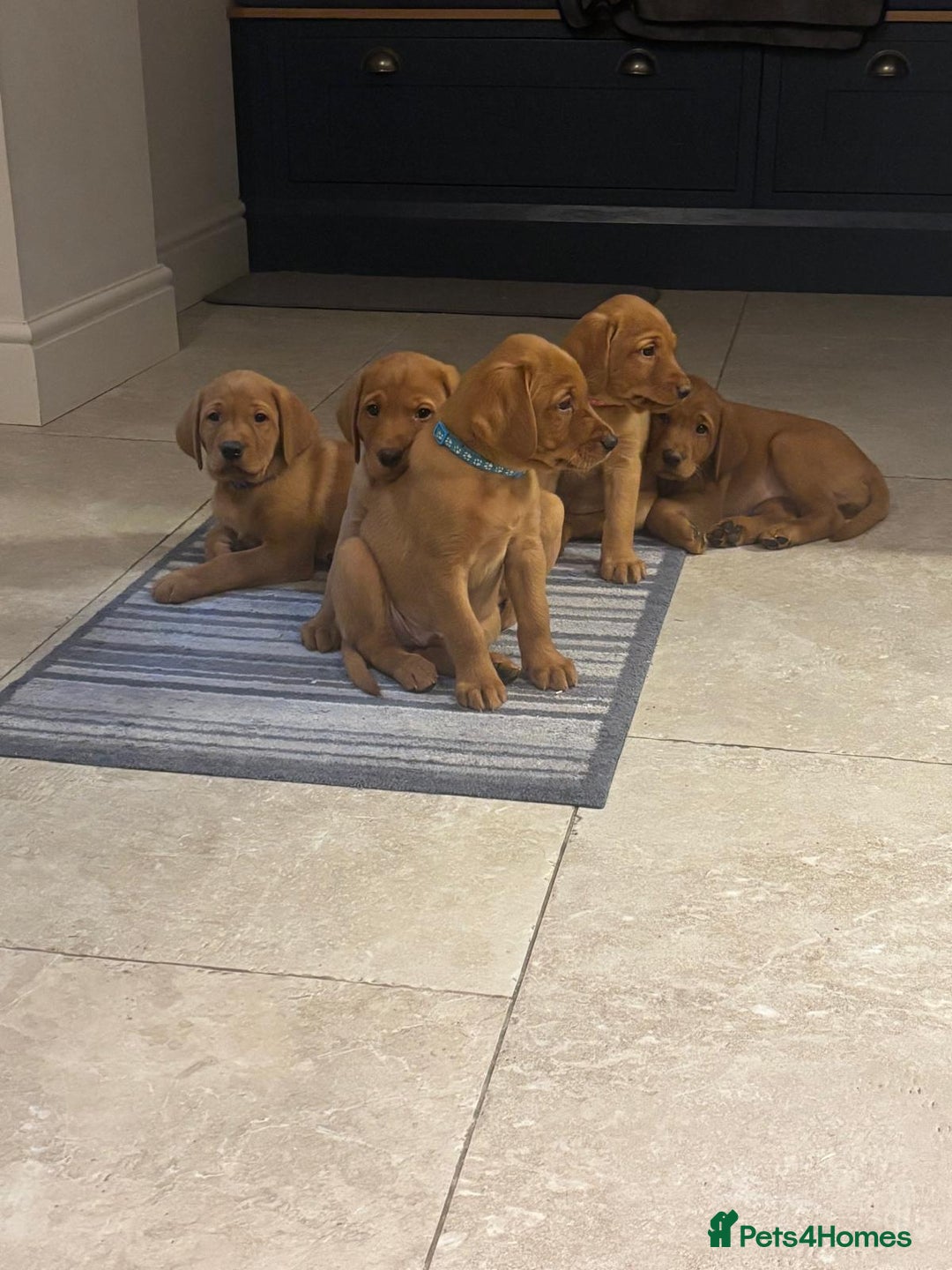 Labrador Retriever dogs for sale: Fox Red Labrador Puppies, last two boys - Advert 4
