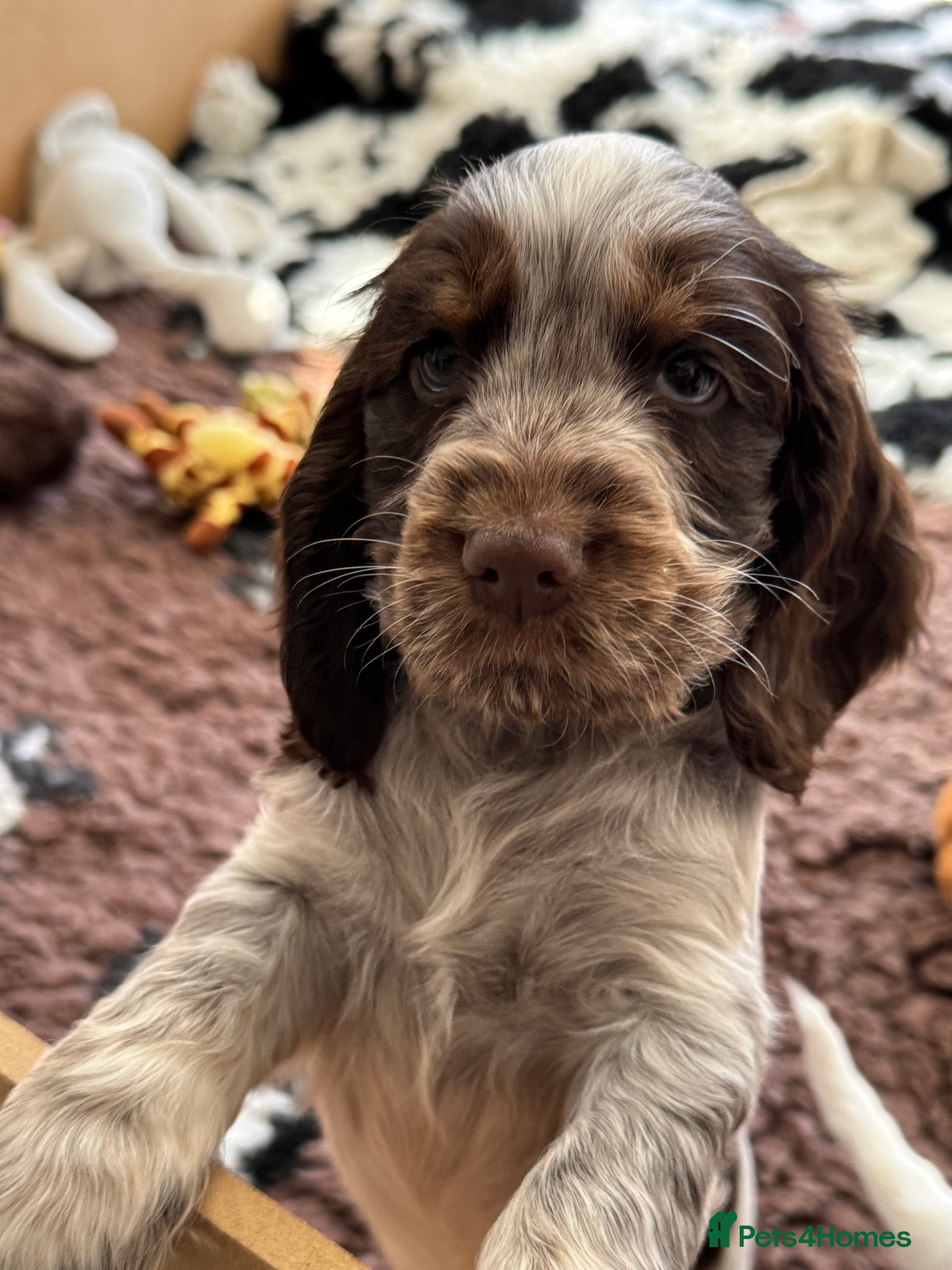 Cocker Spaniel dogs KC registered puppies - looking for forever homes - Advert 1