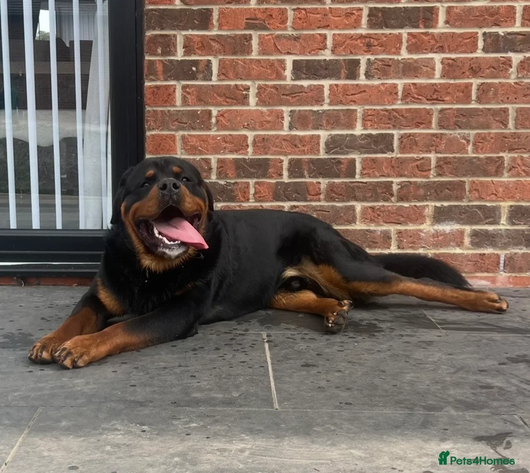 Rottweiler dogs for sale: READY NOW 2 female Rottweiler puppies - Advert 34