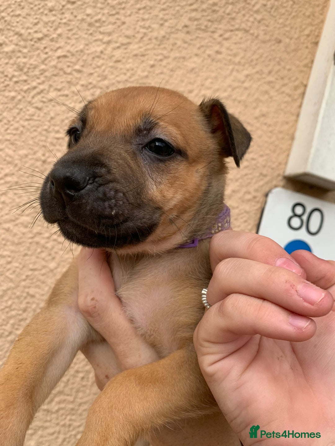 Mixed Breed dogs for sale: 12 beautiful baby's  - Image 6
