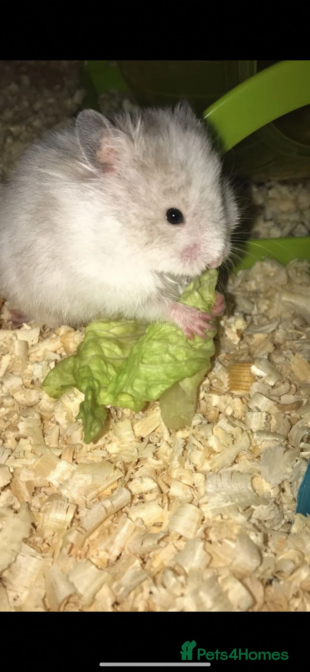 Hamster rodents for sale: Baby hamster  - Advert 14