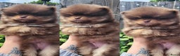 Pomeranian dogs for stud: Kc Pomeranian Male For STUD DUTIES - Advert 36