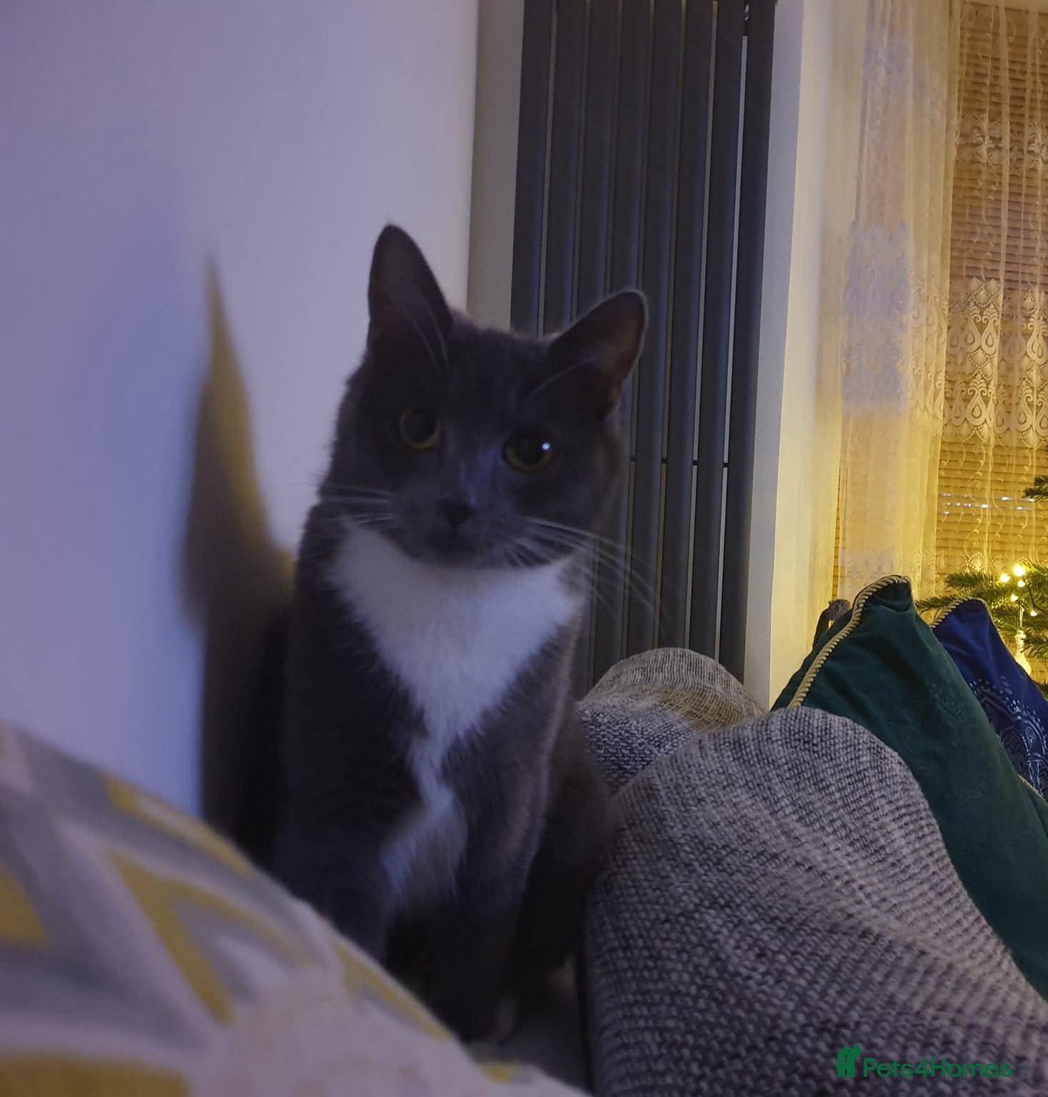 Mixed Breed cats 3 beautiful kittens. 2 grey females & 1 boy  - Advert 1