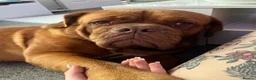 Dogue De Bordeaux dogs for sale: Female dogue de bourdeax - Advert 5