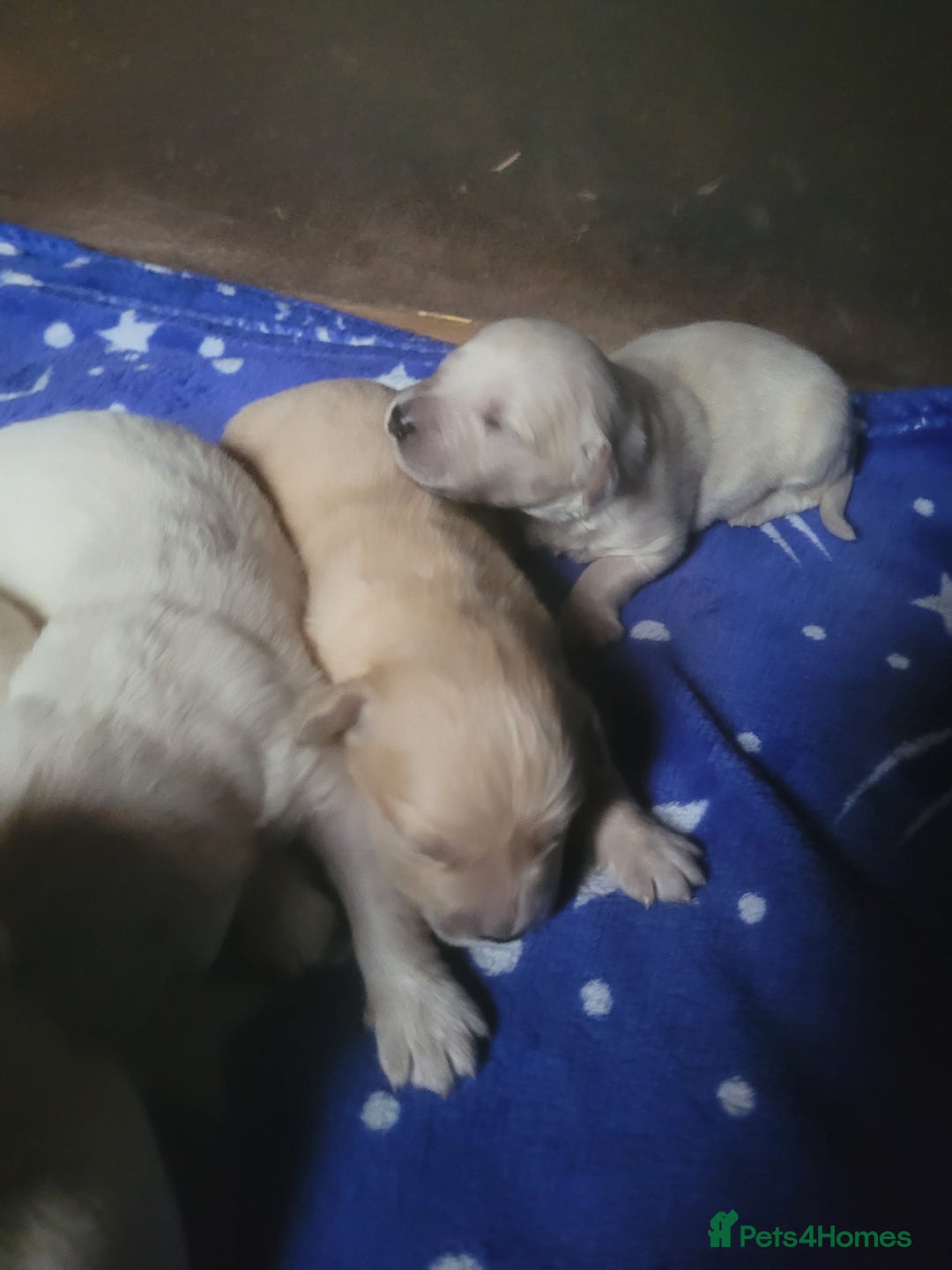 Golden Retriever dogs for sale: Golden Retriever - Image 5